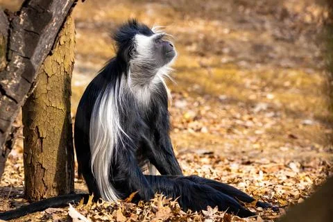 Cute colobus monkey sitting under tree portrait Stock Photos