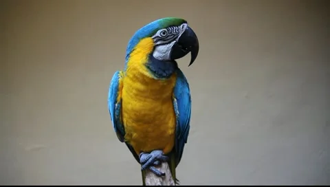 Cute colorful parrot Stock Footage