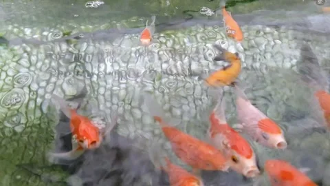 Cute comet fish in a freshwater pond Stock Footage 171957852