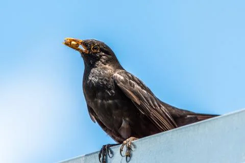 Cute common blackbird sitting on a roof with food in a beak Stock Photos
