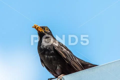 Cute common blackbird sitting on a roof with food in a beak Stock Photos