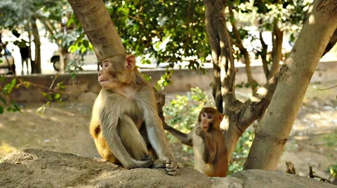 Cute common bonnet macaques monkeys sit together Stock Footage 52081440