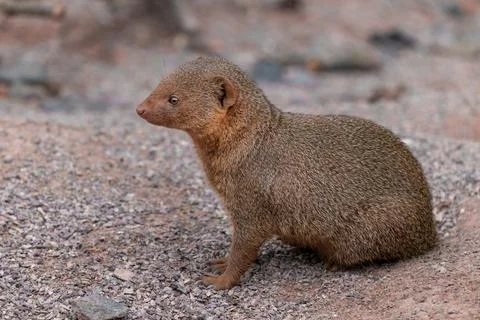 Cute common dwarf mongoose, Helogale parvula, on a sandy ground. Mongoose Stock Photos