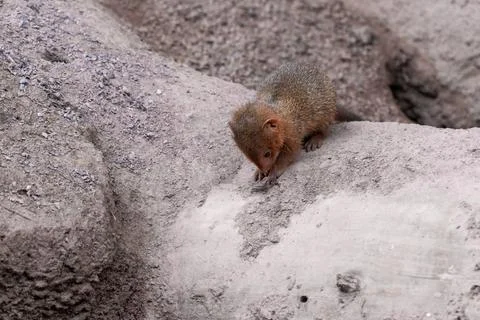 Cute common dwarf mongoose, Helogale parvula, on a sandy ground. Mongoose Stock Photos