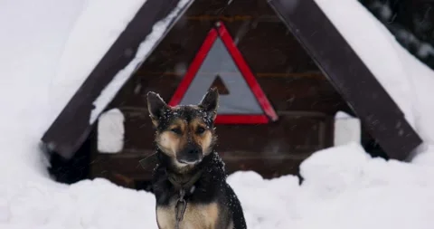 Cute cool black-brown big mongrel on a chain in front of a wooden kennel. It's Stock Footage 170587489
