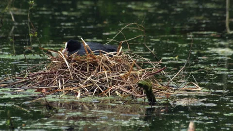 Cute Coot Mum and chicks on nest Stock Footage 306010210