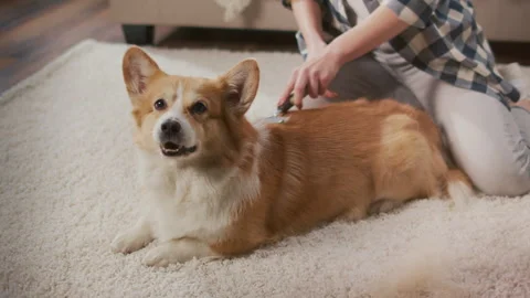 A Cute Corgi Dog Being Combed By its Owner with a Special Brush. Stock Footage 241356843