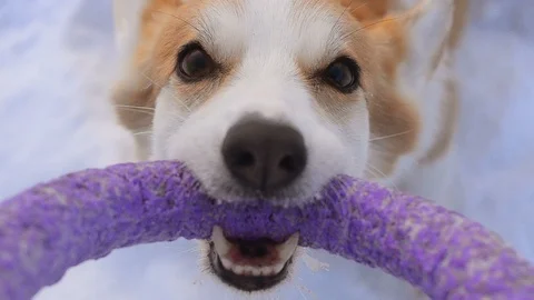 Cute corgi dog closeup with puller Stock Footage 102976282