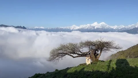 Cute Corgi Dog on Grassy Mountain Peak Above Misty Cloud Sea, Sichuan Stock Footage 337272979