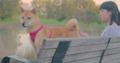 Cute Corgi Dog Jumping Off Bench with Young Brunette Woman by Lake During Su Stock Footage 165312439