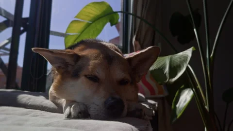 Cute corgi dog peacefully sleeping in sunny cozy home close up. 스톡 동영상 339001546