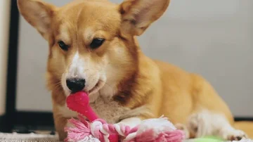 Cute corgi dog play Video stock 85604939