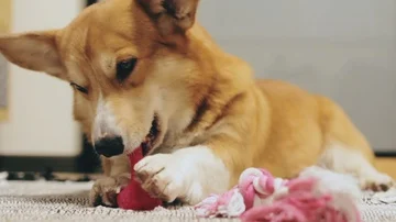 Cute corgi dog play Stock Footage 85604962