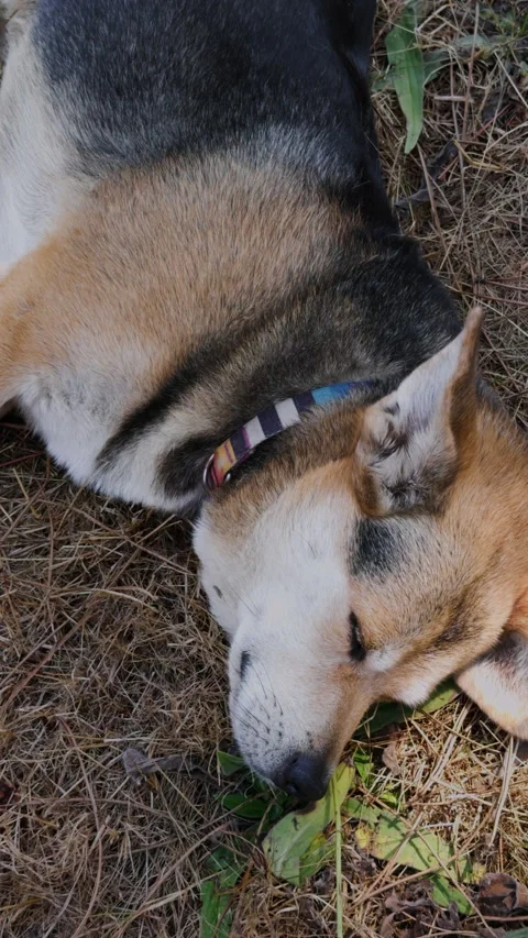 Cute Corgi Dog Sleeping Peacefully on Grass Stock Footage 344813663
