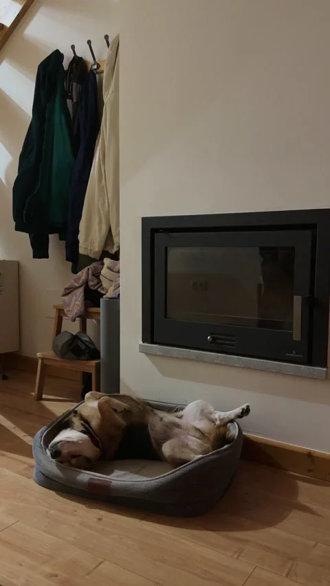 Cute corgi mixed breed dog sleeping on its back in cozy home Vidéo 339218973
