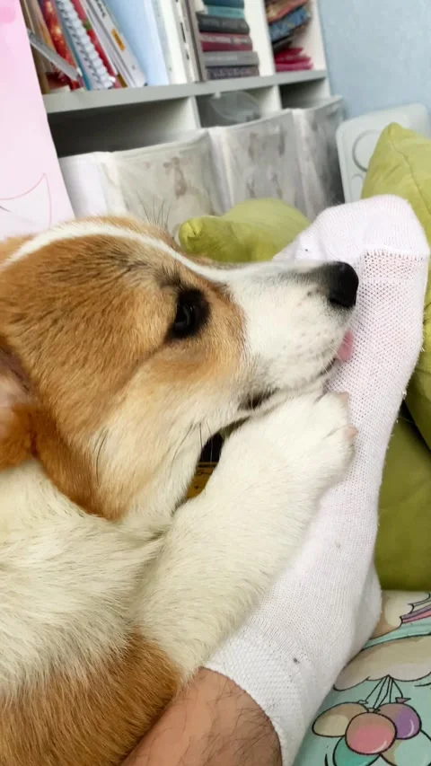 Cute corgi puppy biting sock indoors, playful domestic dog at home. Stock Footage 342743062