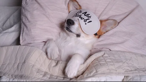 Cute Corgi Sleeps On The Bed With Eye Mask. Live with schedule, time to wake 스톡 동영상 119040736