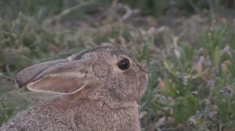 Cute Cottontail Rabbit Vídeos de archivo 37123359