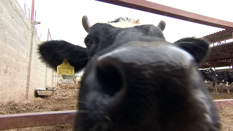 Cute cow licking the camera Stock Footage 87203440