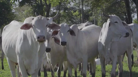 Cute cow looking you 库存影片 167242027