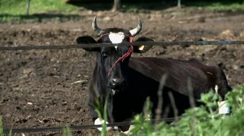 Cute cow lying on ground Stock Footage 11440285