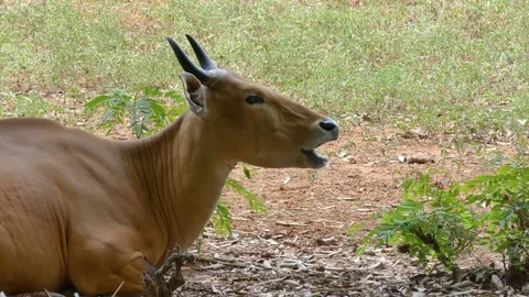 Cute cow in nature Stock Footage 90174004