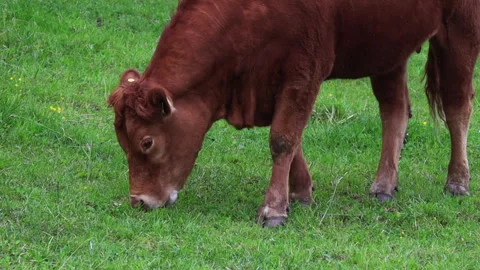 Cute cow nibbling grass on a green meadow	 Stock Footage 311922341
