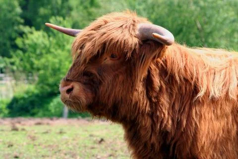 Cute cow Stock Photos