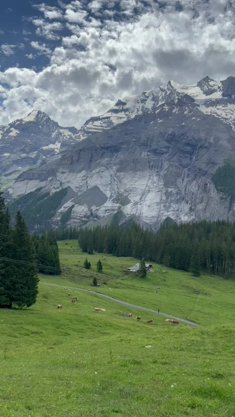 Cute cows on a beautiful alpine meadow in Swiss alps Stock Footage 330611704