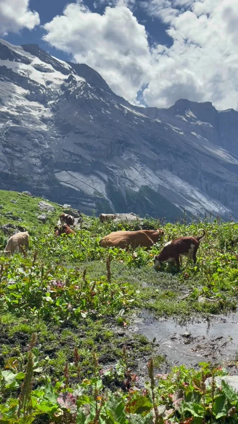 Cute cows on a beautiful alpine meadow in Swiss alps on a sunny day Stock Footage 330906299