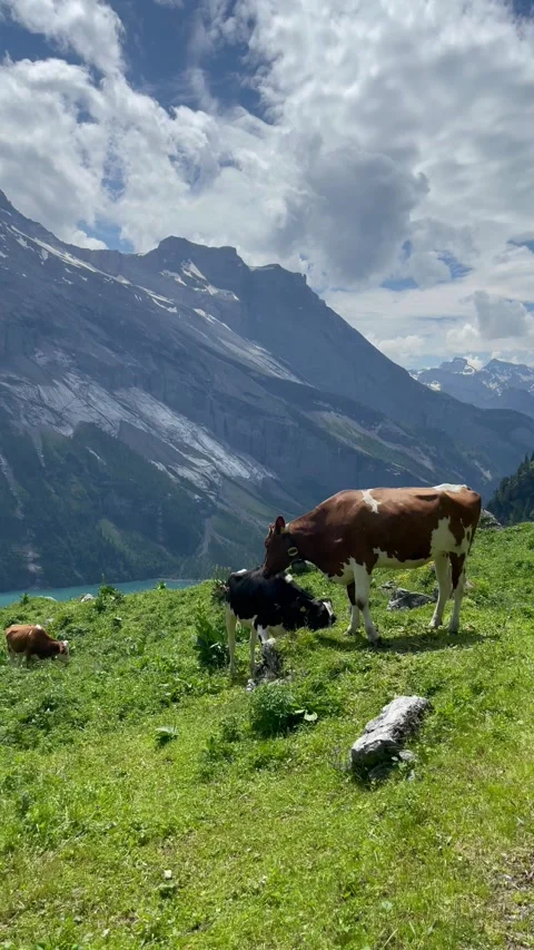 Cute cows on a beautiful alpine meadow in Swiss alps on a sunny day Video stock 330906311