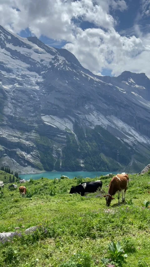 Cute cows on a beautiful alpine meadow in Swiss alps on a sunny day Stock Footage 330906324