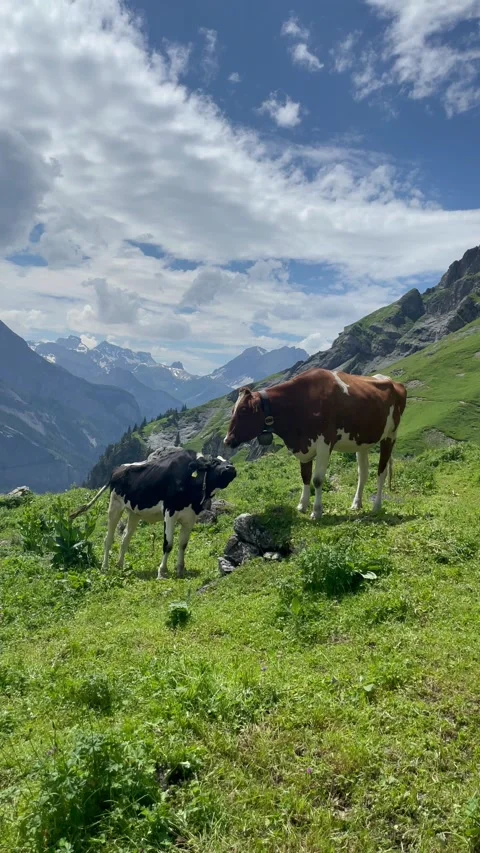Cute cows on a beautiful alpine meadow in Swiss alps on a sunny day Stock Footage 330906325