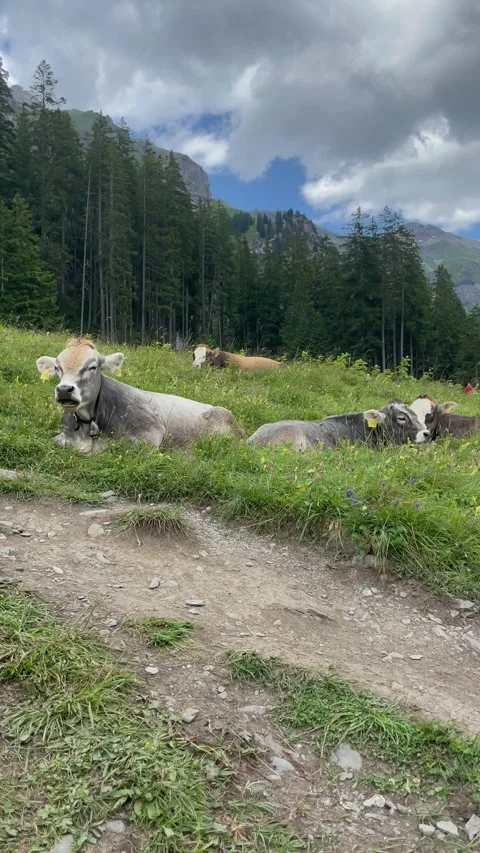 Cute cows on a beautiful alpine meadow in Swiss alps on a sunny day Stock Footage 330906452