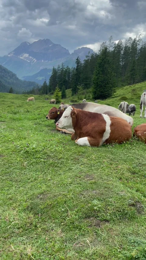 Cute cows on a beautiful alpine meadow in Swiss alps on a sunny day Stock Footage 330906503