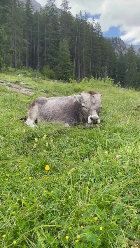 Cute cows on a beautiful alpine meadow in Swiss alps on a sunny day Stock Footage 330906512
