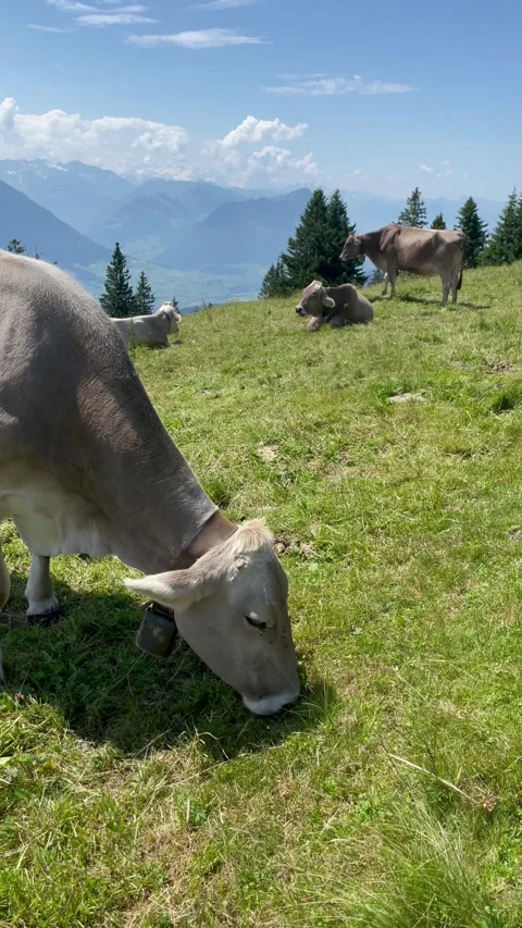 Cute cows on a beautiful alpine meadow in Swiss alps 스톡 동영상 334942316