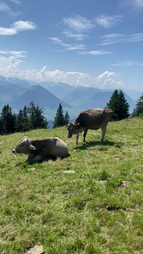 Cute cows on a beautiful alpine meadow in Swiss alps Video stock 334942325