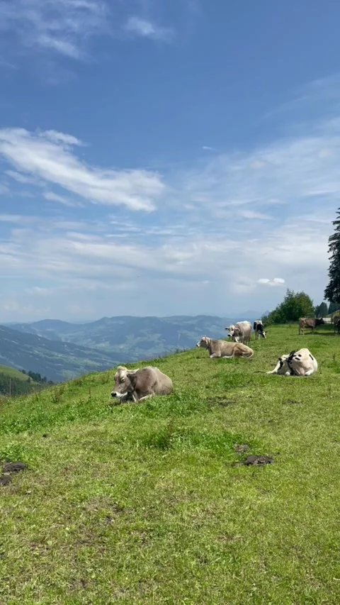 Cute cows on a beautiful alpine meadow in Swiss alps Video stock 334942501