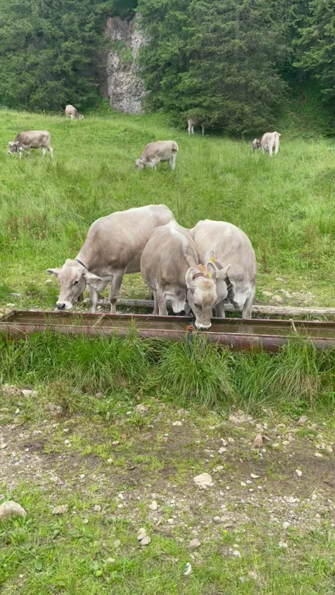Cute cows drinking water on a beautiful alpine meadow in Swiss alps Video stock 334942538