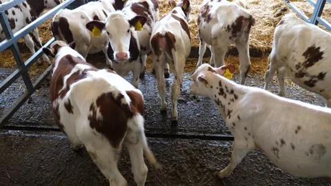 Cute cows standing in stable at milk factory. Calves resting on straw at farm Video stock 311099803