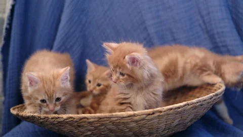 Cute, cozy pets funny ginger kittens Stock Footage 323505451