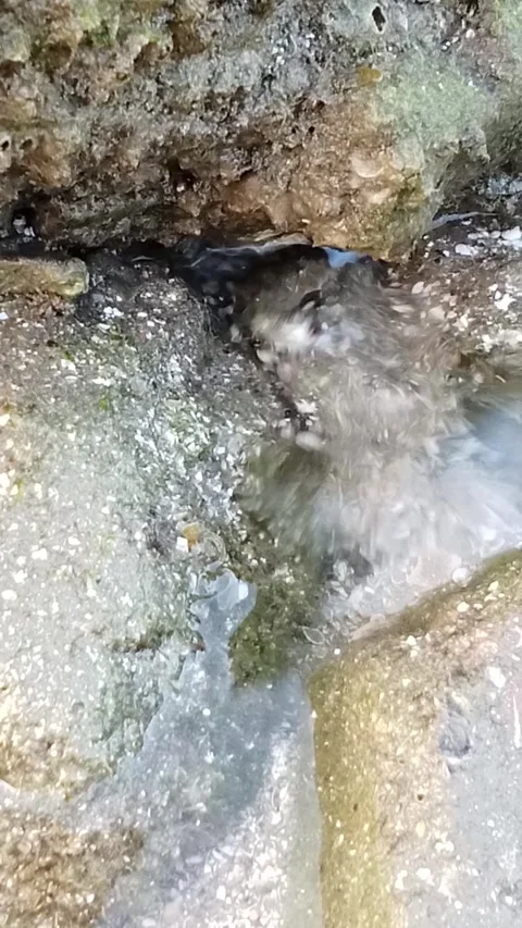 A cute crab playing on a rocky beach Stock Footage 314751517