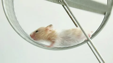 Cute cream hamster running in exercise wheel with rhythmic motion Stock Footage 310738606