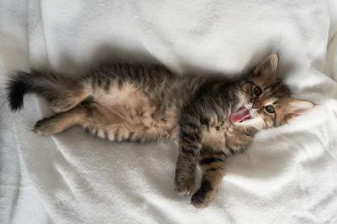 Cute creative gray kitten shows tongue on white background kitten yawns kitten Stock Photos