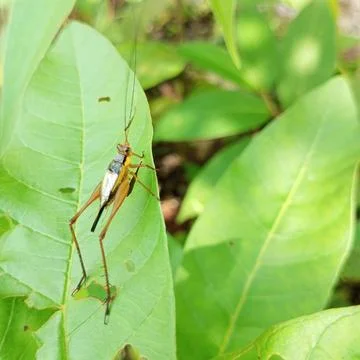 Cute cricket on the leaf Stock Photos