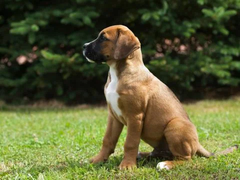 Cute crossbread  puppy Stock Photos
