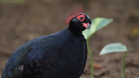 Cute crowned partridge is walking on the ground, turning its head 스톡 동영상 137095591