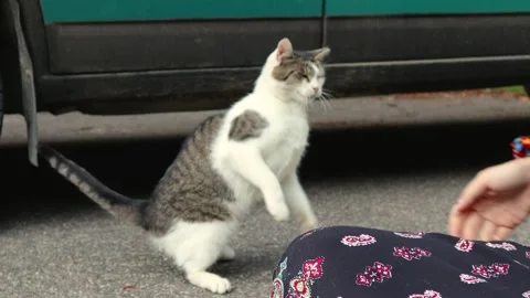 Cute cuddly annoyed kitten, attacking, Sunny day, 4k footage Stock Footage 248058891