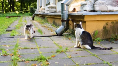 Cute cuddly kittens, Sunny day, 4k footage Stock Footage 248058905